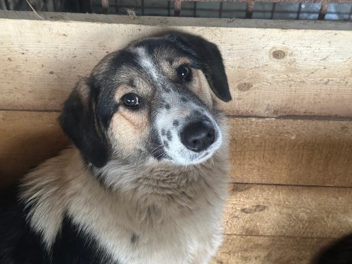 Punta, female young Mixed Breed for adoption at Ein Herz für Streuner e.V., München