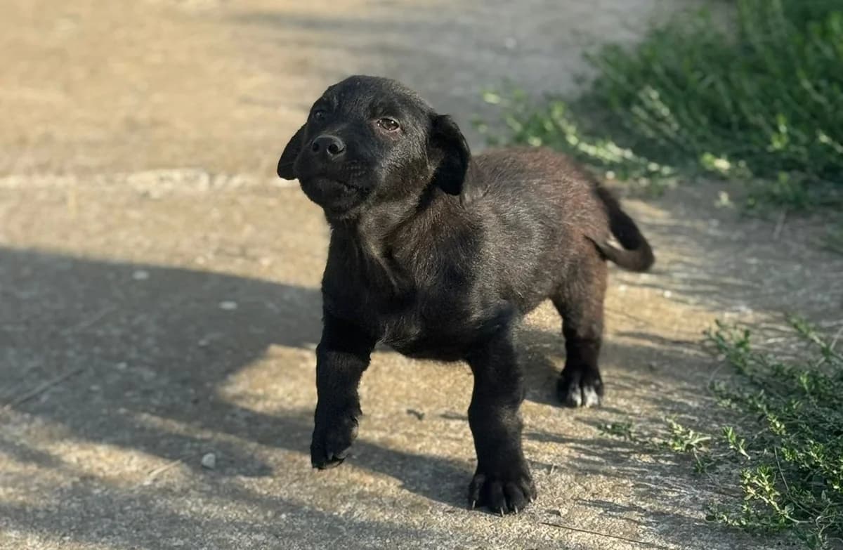 Punto, weiß male puppy Mixed Breed for adoption at Ein Herz für Streuner e.V., München