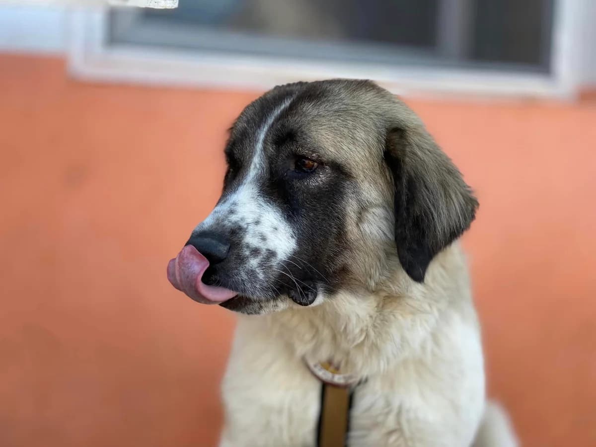 Pupette, female 4yo Mixed Breed for adoption at Ein Herz für Streuner e.V., München