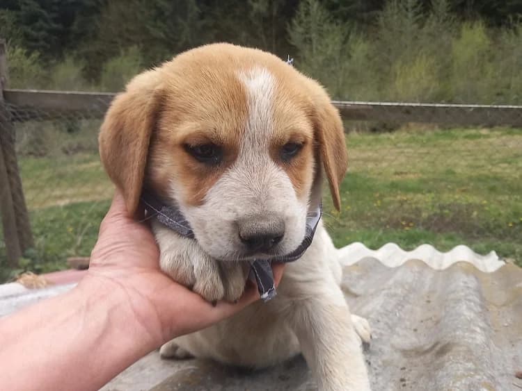 Pupok, male puppy Mixed Breed for adoption at Ein Herz für Streuner e.V., München