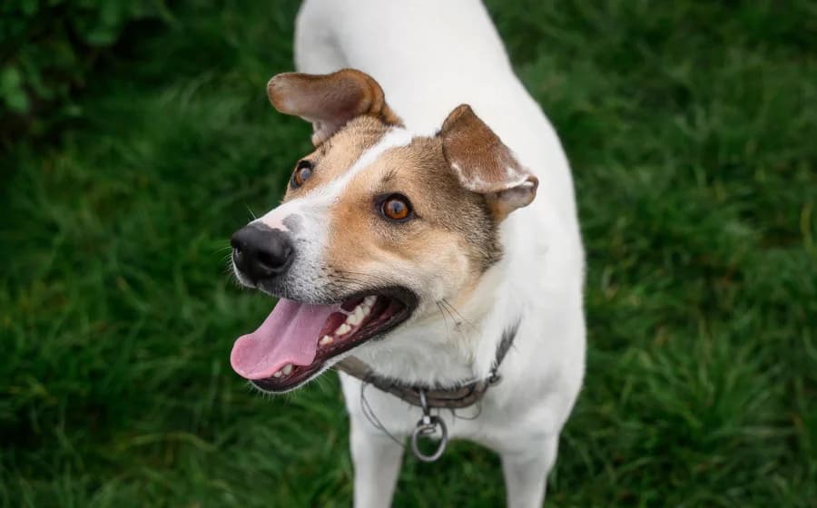 Purah, female young Mixed Breed for adoption at Ein Herz für Streuner e.V., München