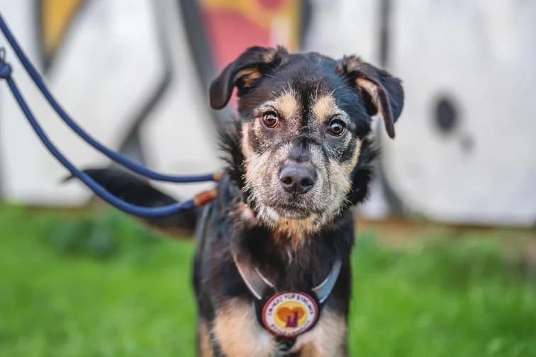 Puri, female puppy Mixed Breed for adoption at Ein Herz für Streuner e.V., München