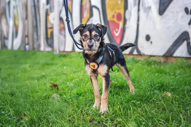 Puri, female puppy Mixed Breed for adoption at Ein Herz für Streuner e.V., München