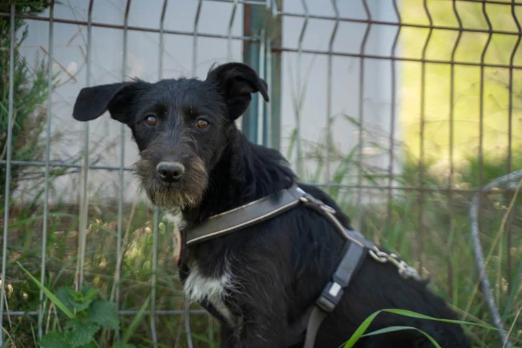 Purzel, male puppy Mixed Breed for adoption at Ein Herz für Streuner e.V., München