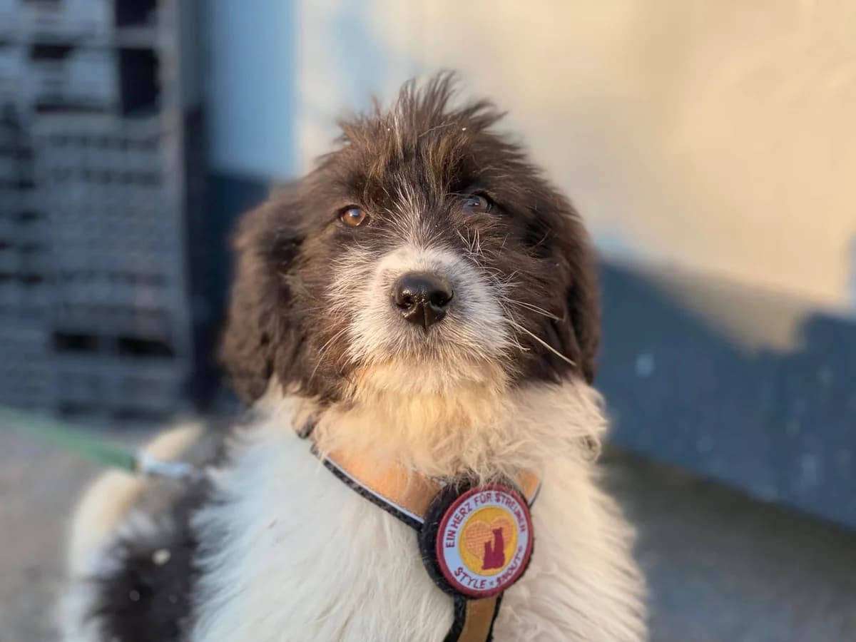 Puschel, female puppy Mixed Breed for adoption at Ein Herz für Streuner e.V., München