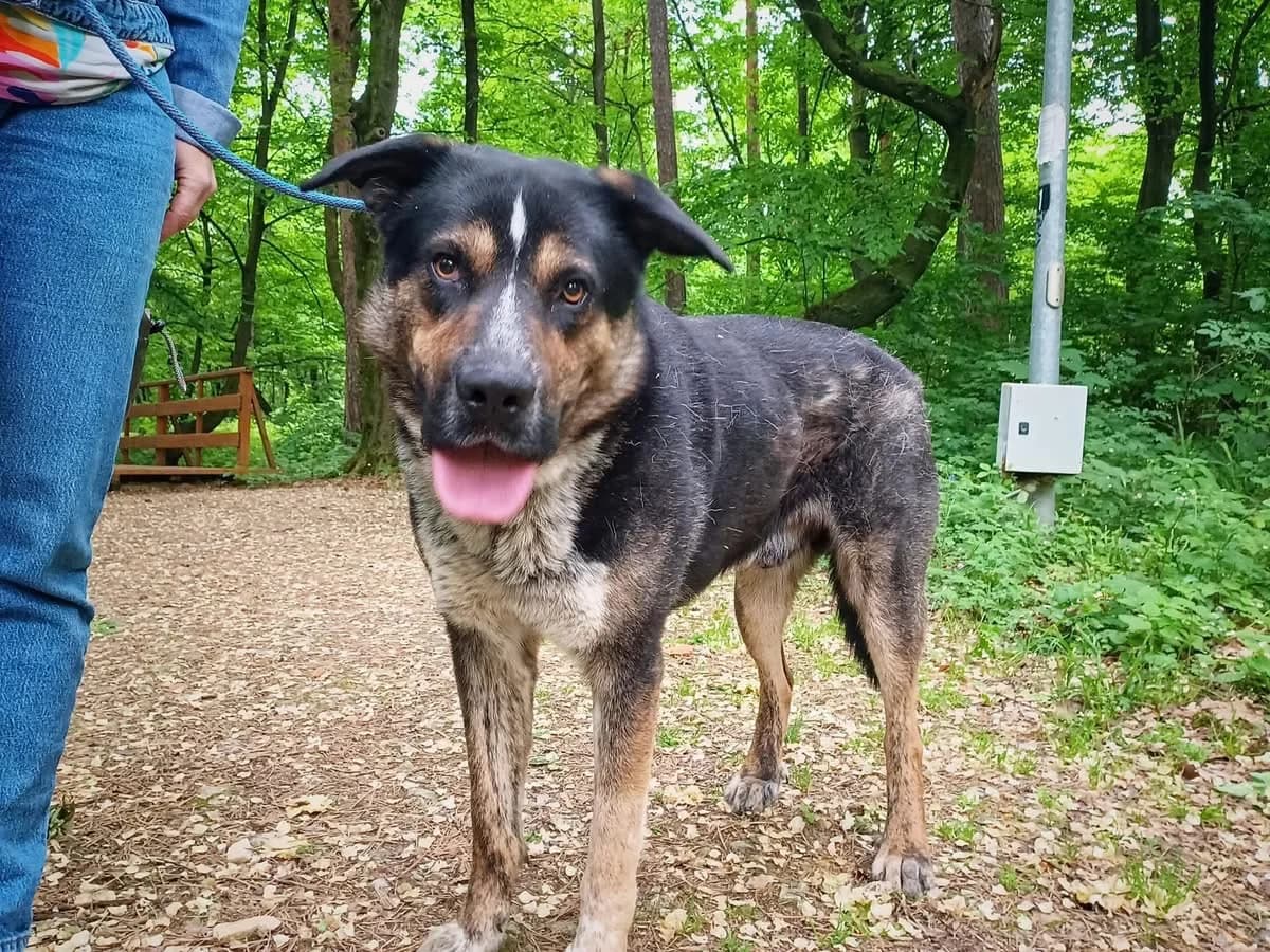 Pyrus, male 4yo Mixed Breed for adoption at Ein Herz für Streuner e.V., München