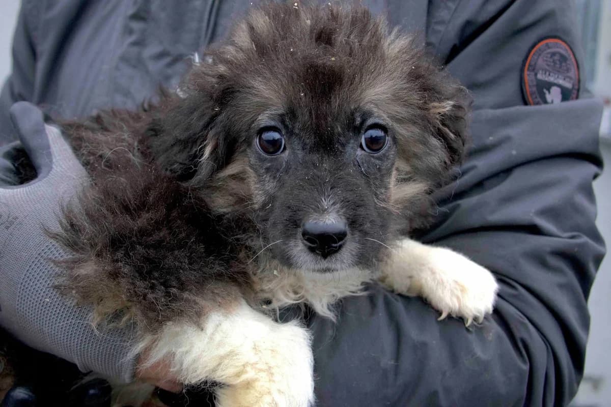 Quaksi, braun female puppy Mixed Breed for adoption at Ein Herz für Streuner e.V., München