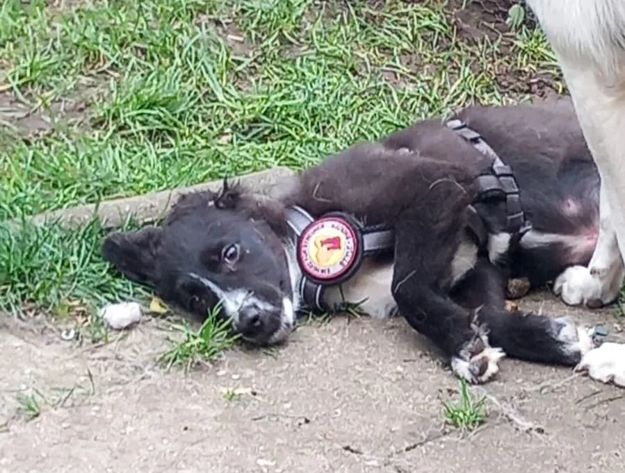 Quax, schwarz male puppy Mixed Breed for adoption at Ein Herz für Streuner e.V., München