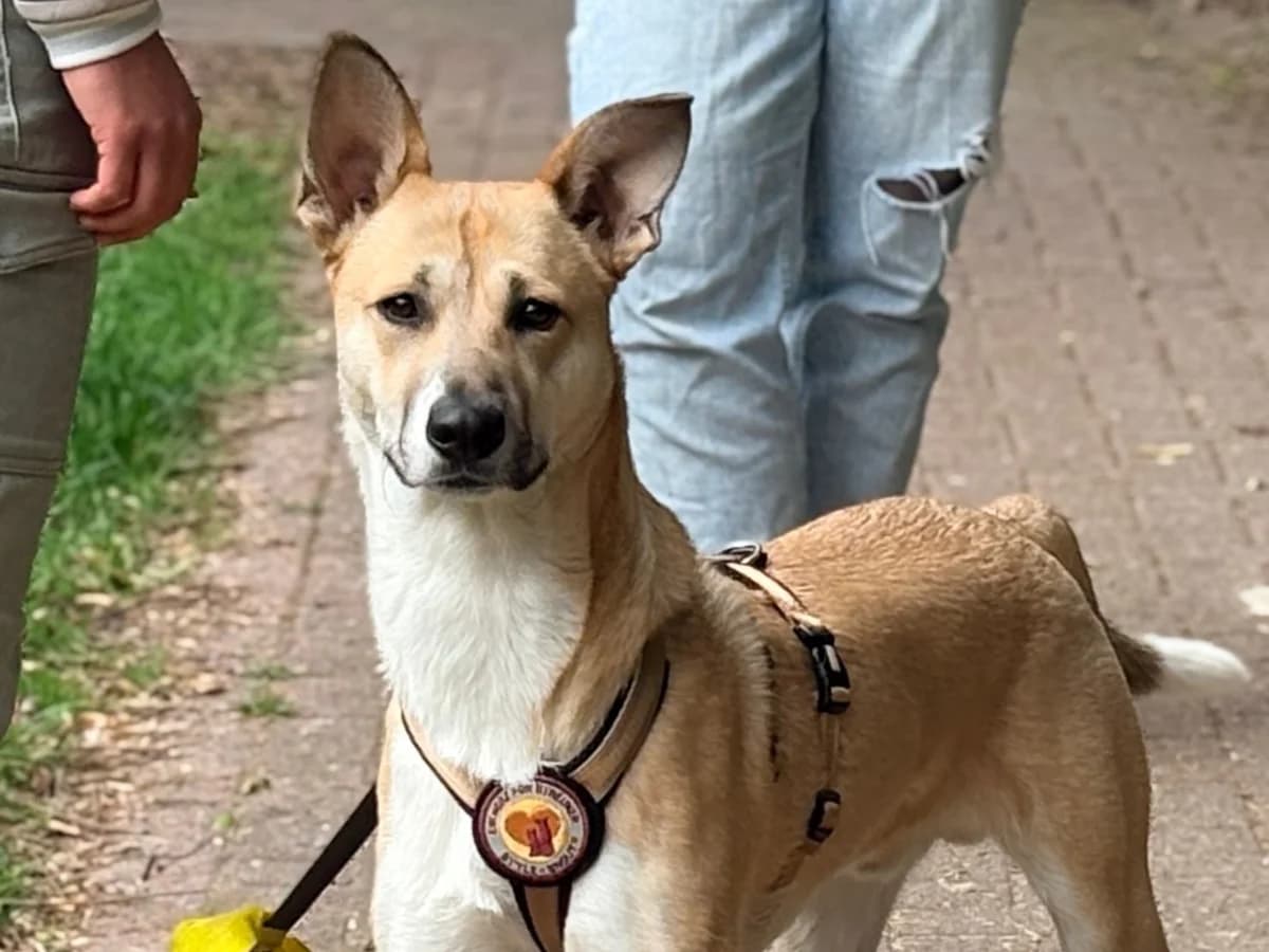 Quax, male young Mixed Breed for adoption at Ein Herz für Streuner e.V., München
