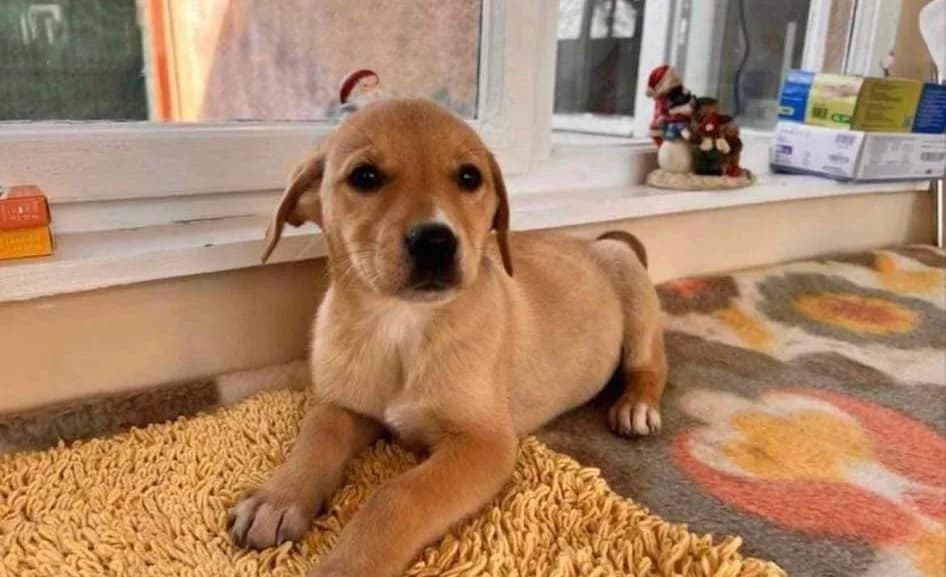 Queenie, puppy Mixed Breed for adoption at Ein Herz für Streuner e.V., München