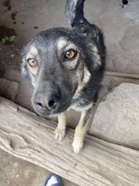 Queenie, braun Mixed Breed for adoption at Ein Herz für Streuner e.V., München