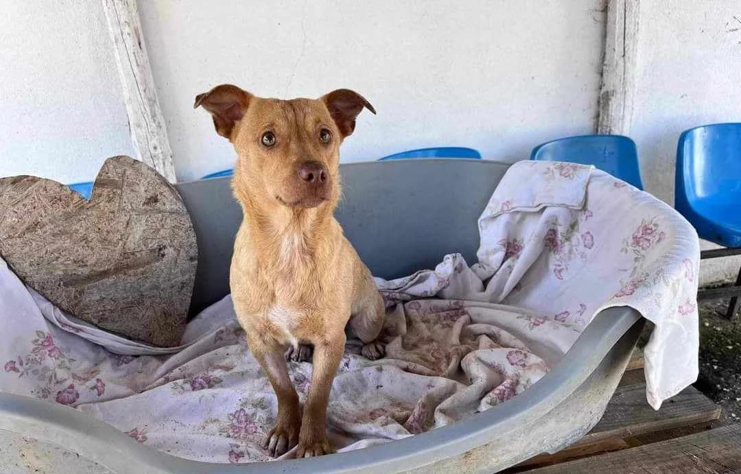 Queenie, Mixed Breed for adoption at Ein Herz für Streuner e.V., München