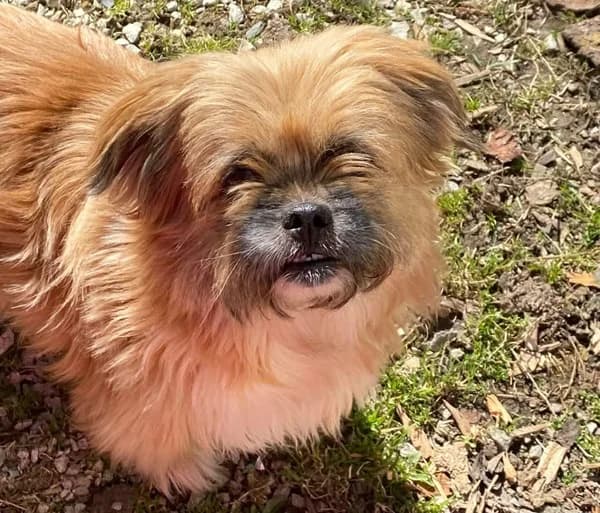 Queeny, female 6yo Mixed Breed for adoption at Ein Herz für Streuner e.V., München