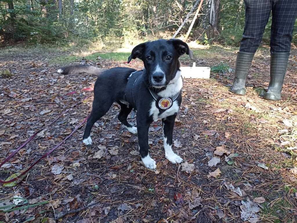Quentin, male puppy Mixed Breed for adoption at Ein Herz für Streuner e.V., München
