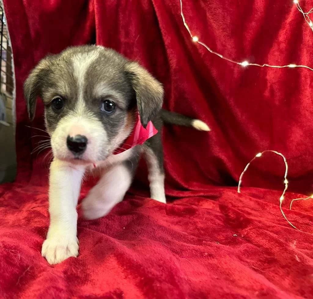 Quiles, puppy Mixed Breed for adoption at Ein Herz für Streuner e.V., München