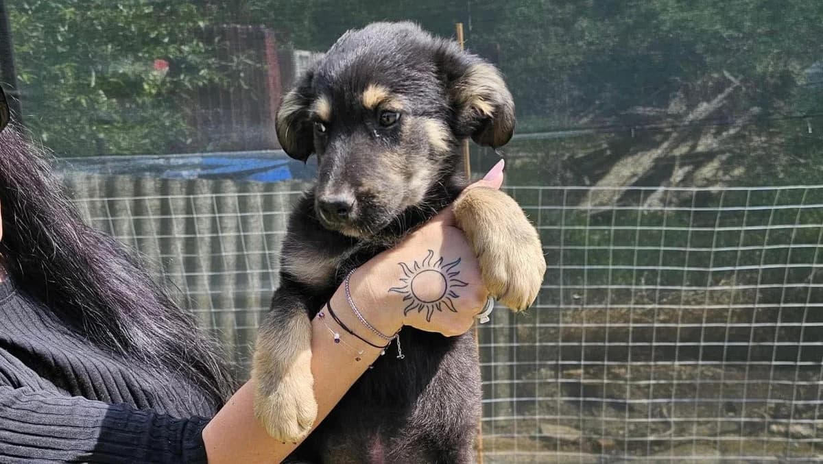 Quincy, puppy Mixed Breed for adoption at Ein Herz für Streuner e.V., München