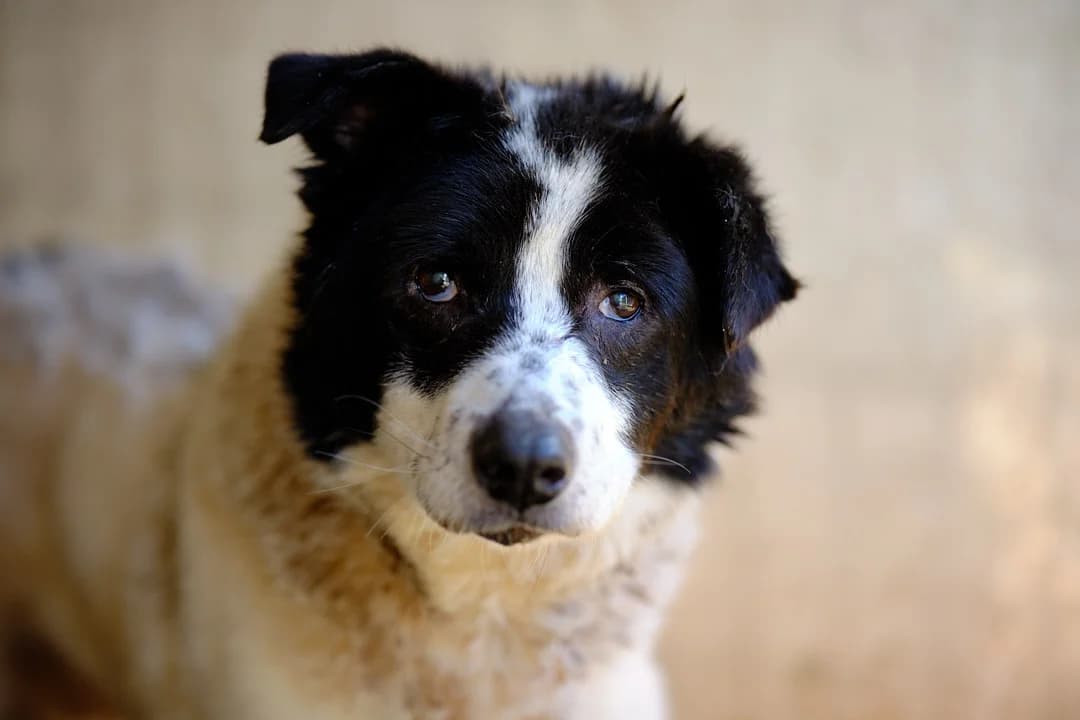 Quinn, male senior Mixed Breed for adoption at Ein Herz für Streuner e.V., München