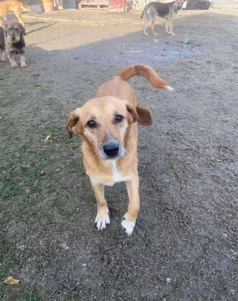 Quinny, Mixed Breed for adoption at Ein Herz für Streuner e.V., München