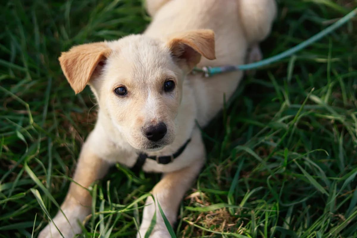 Race, cremefarben male puppy Mixed Breed for adoption at Ein Herz für Streuner e.V., München