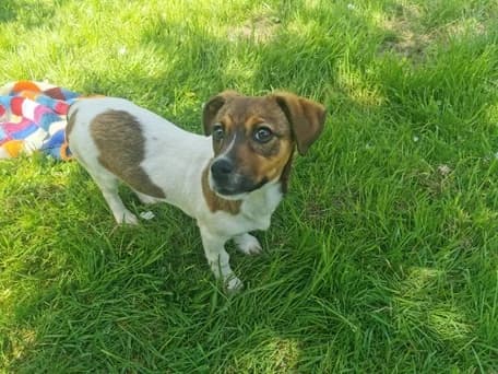 Racker, female puppy Mixed Breed for adoption at Ein Herz für Streuner e.V., München