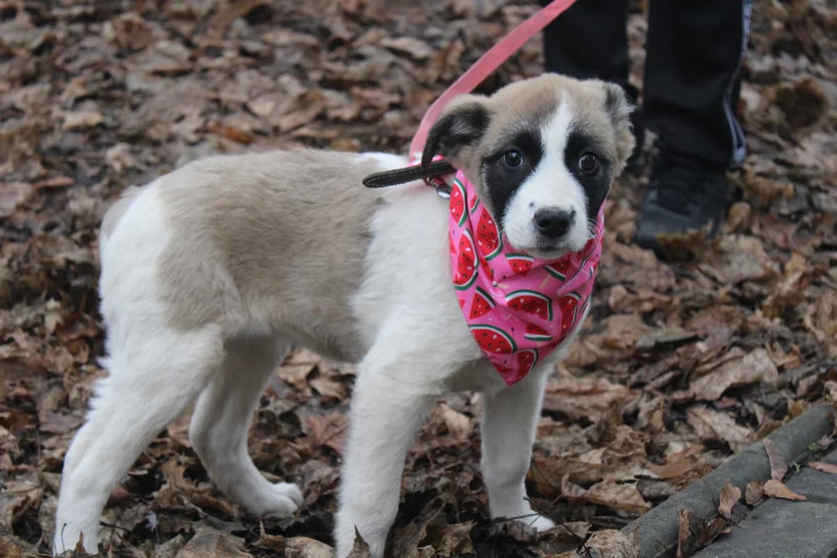 Racoon, female puppy Mixed Breed for adoption at Ein Herz für Streuner e.V., München