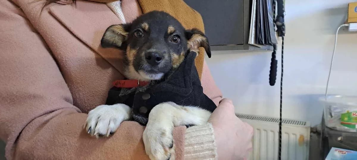 Rada, female puppy Mixed Breed for adoption at Ein Herz für Streuner e.V., München