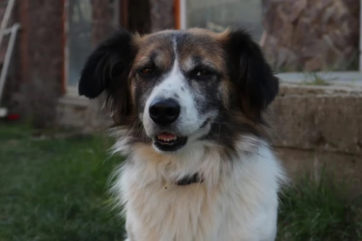 Raf, male 7yo Mixed Breed for adoption at Ein Herz für Streuner e.V., München