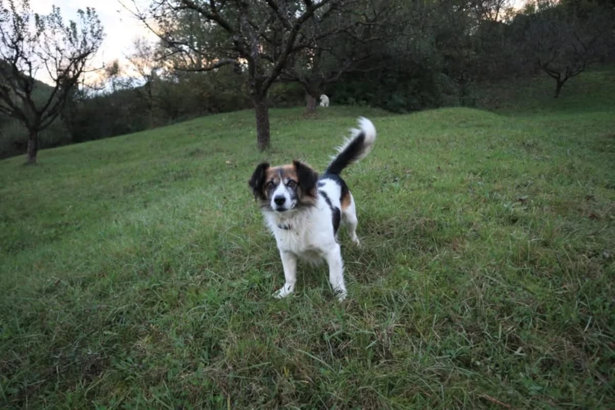 Raf, male 7yo Mixed Breed for adoption at Ein Herz für Streuner e.V., München