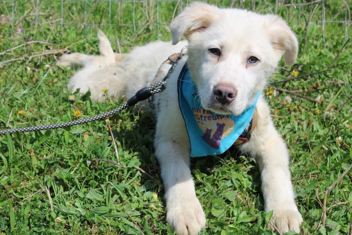 Raffaelo, weiß male puppy Mixed Breed for adoption at Ein Herz für Streuner e.V., München