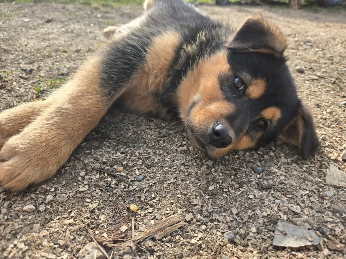 Raffi, braun male puppy Mixed Breed for adoption at Ein Herz für Streuner e.V., München