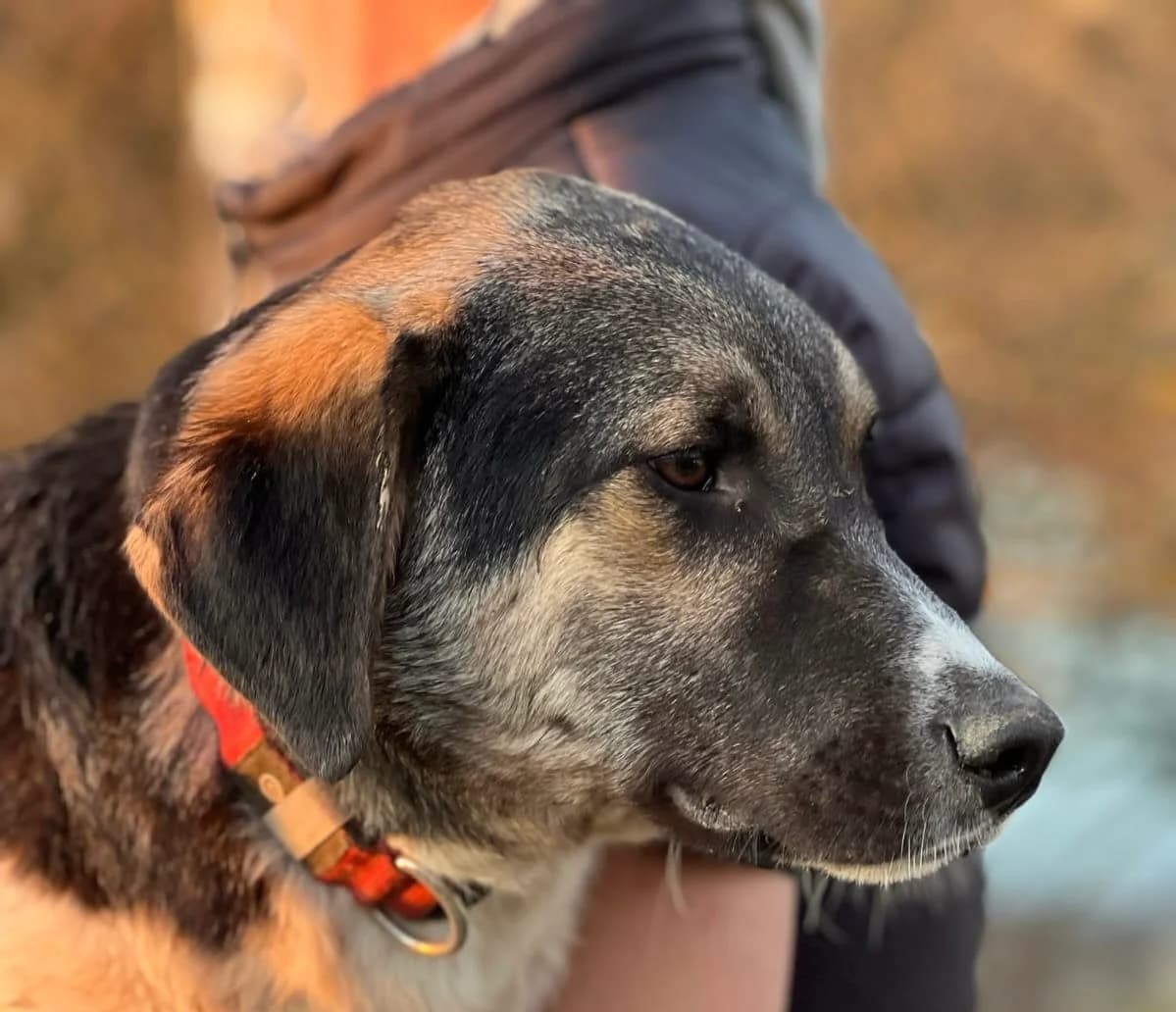 Rainer, male puppy Mixed Breed for adoption at Ein Herz für Streuner e.V., München