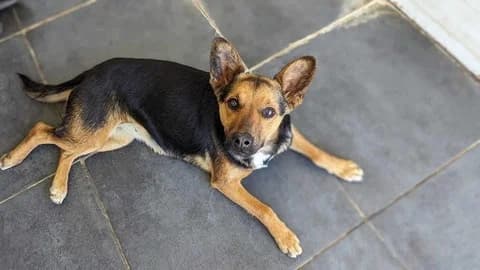 Raisa, female young Mixed Breed for adoption at Ein Herz für Streuner e.V., München