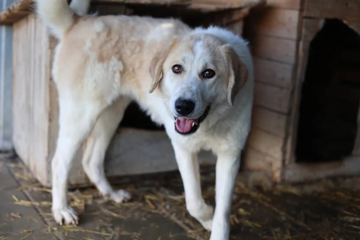 Raisa, female 5yo Mixed Breed for adoption at Ein Herz für Streuner e.V., München
