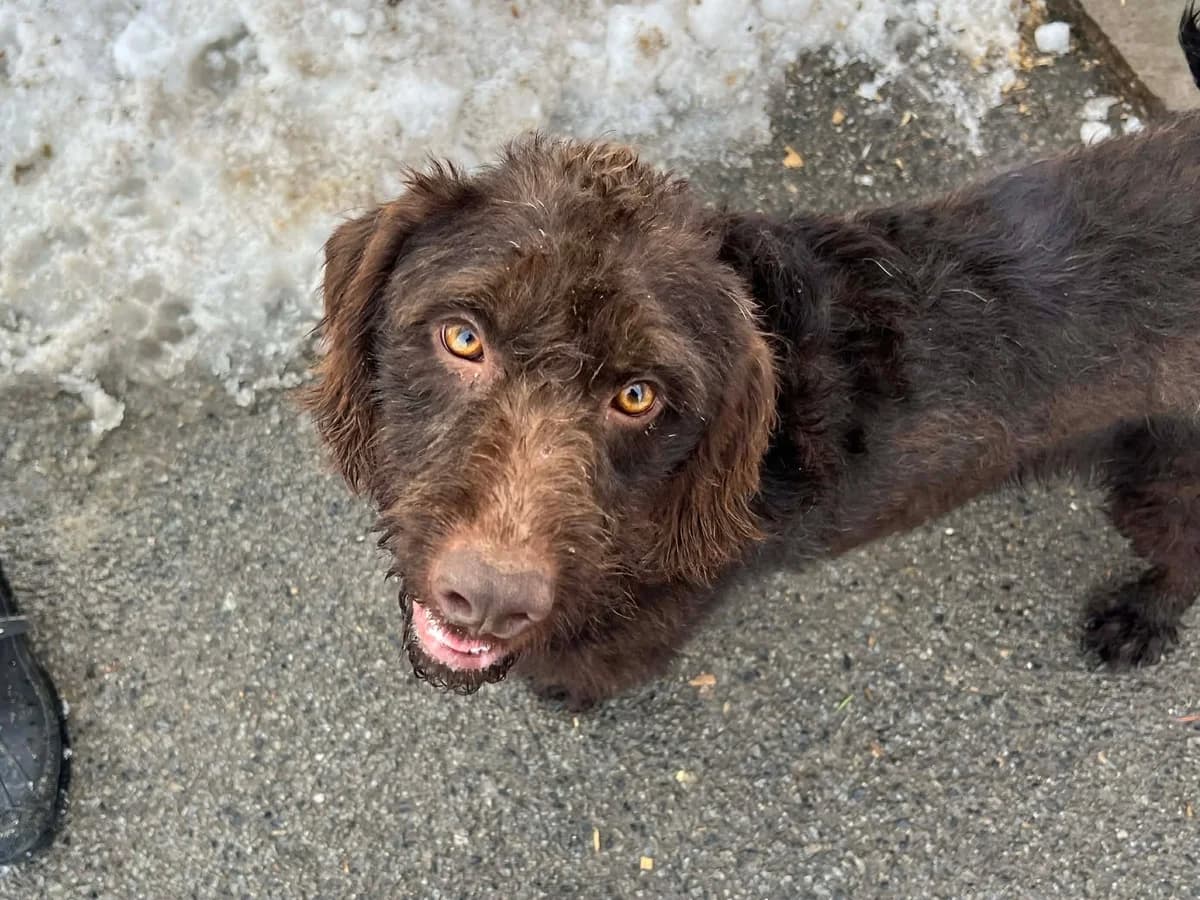 Raja, female 5yo Mixed Breed for adoption at Ein Herz für Streuner e.V., München