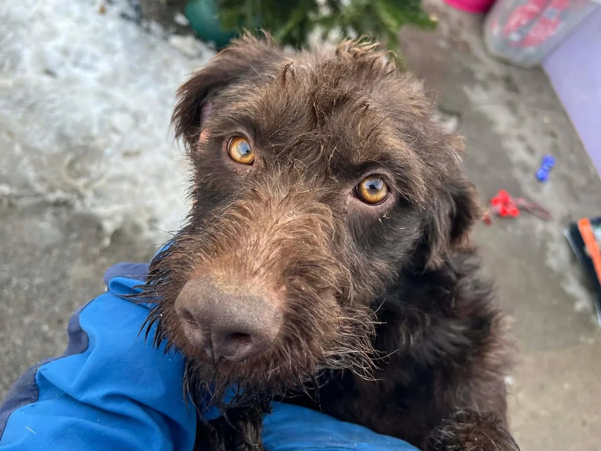 Raja, female 5yo Mixed Breed for adoption at Ein Herz für Streuner e.V., München