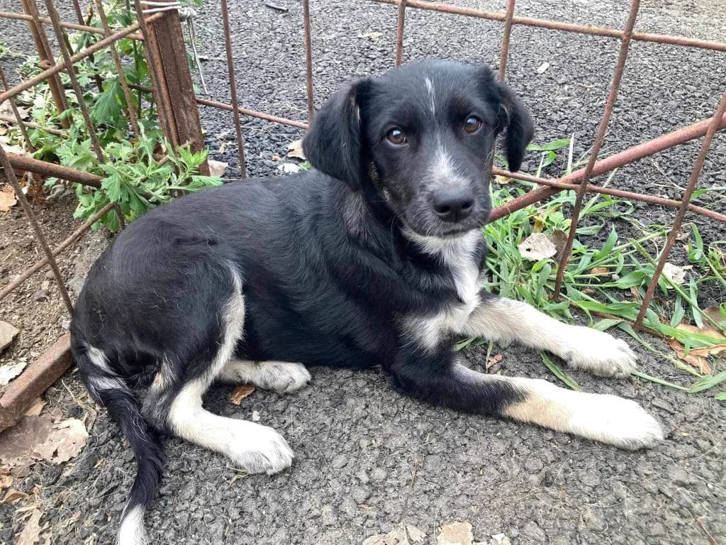 Raki, schwarz male puppy Mixed Breed for adoption at Ein Herz für Streuner e.V., München