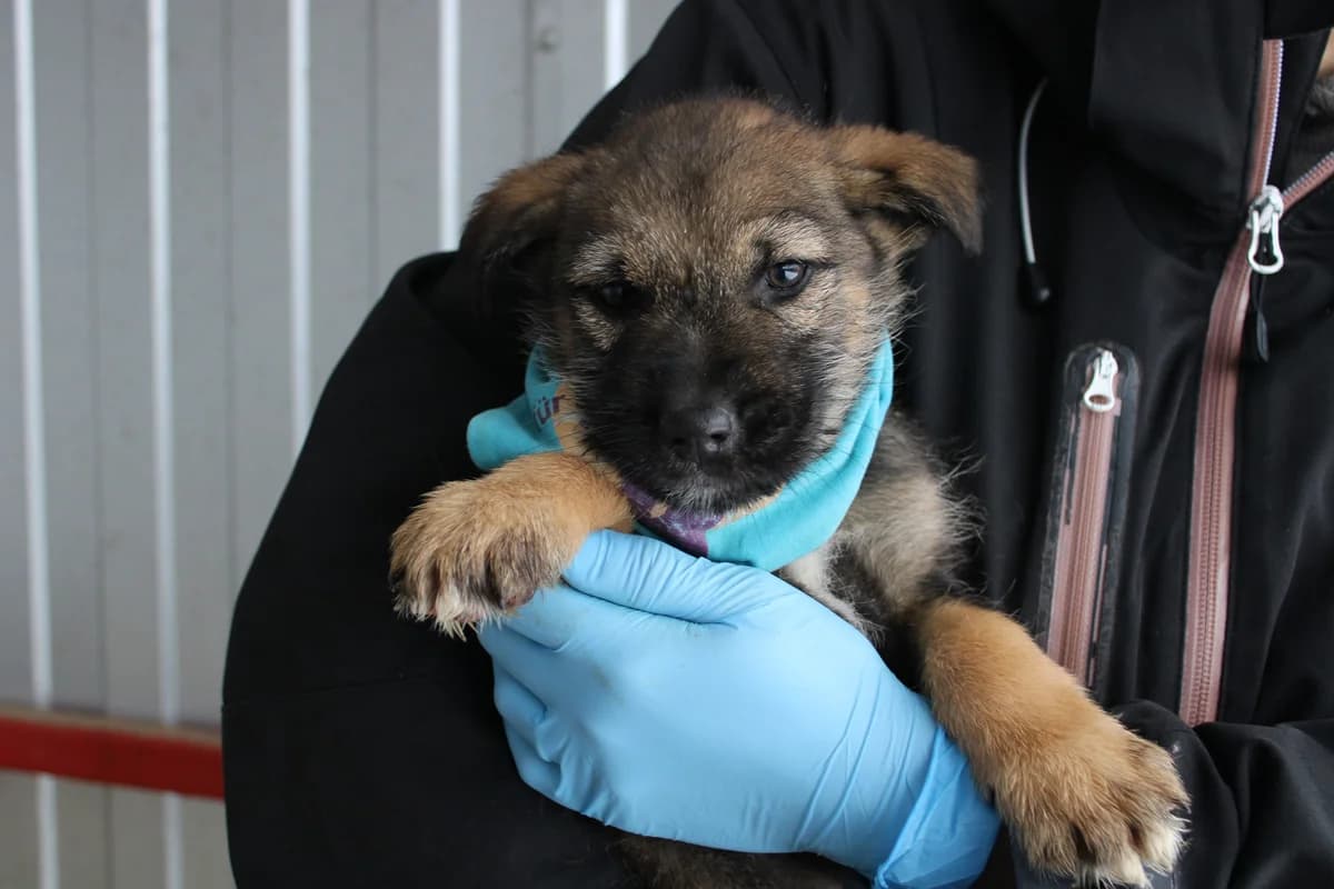 Ralf, male puppy Mixed Breed for adoption at Ein Herz für Streuner e.V., München