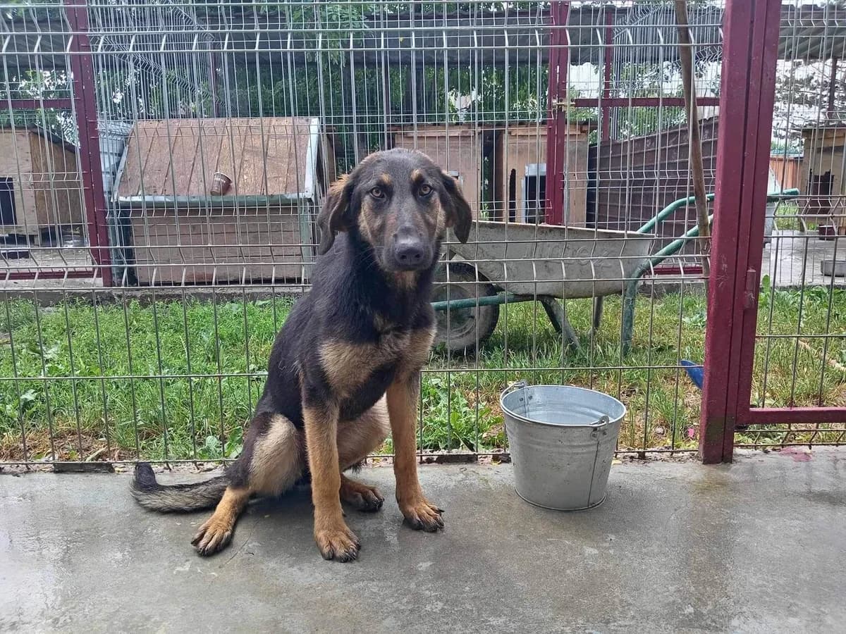 Ralfi, female puppy Mixed Breed for adoption at Ein Herz für Streuner e.V., München