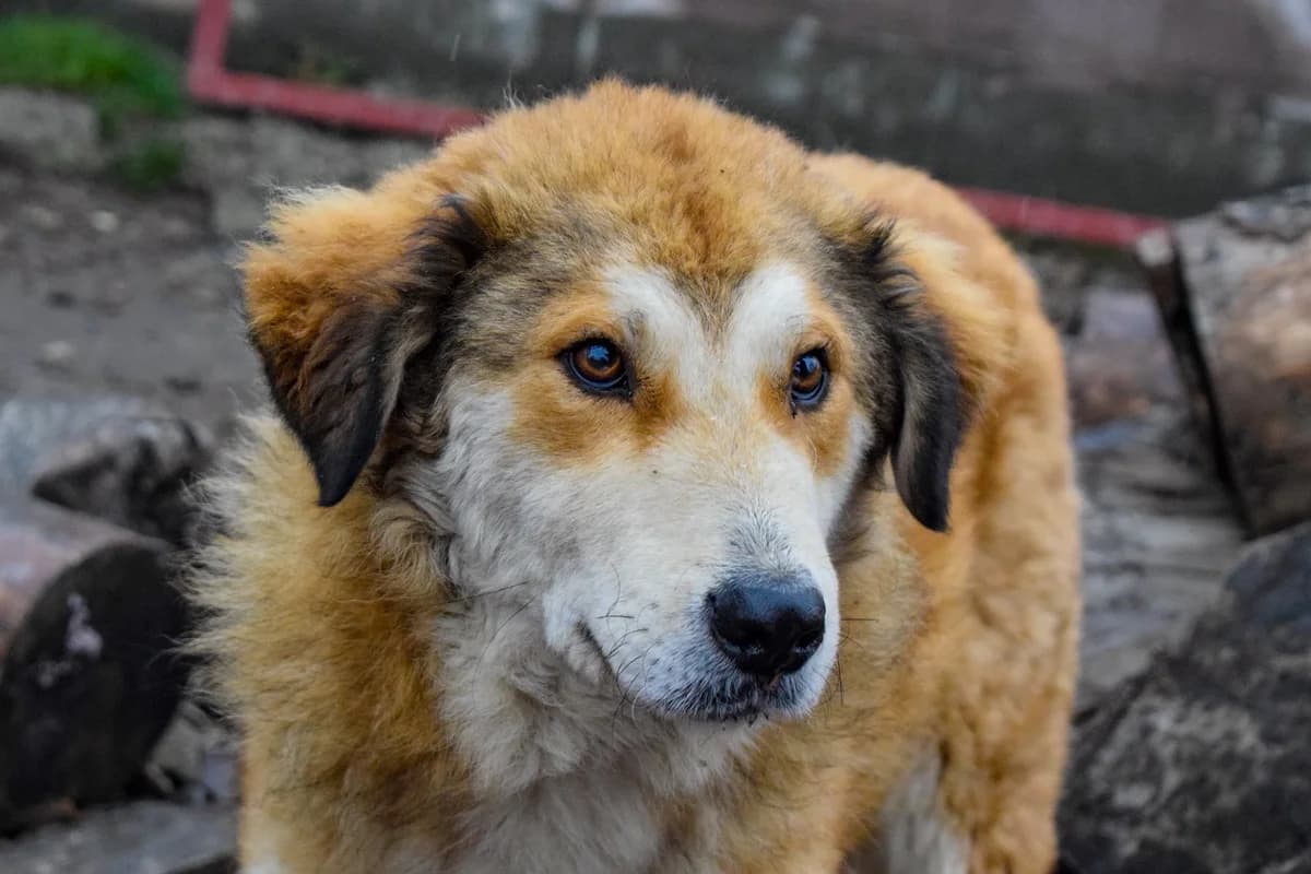 Rambo, male 5yo Mixed Breed for adoption at Ein Herz für Streuner e.V., München