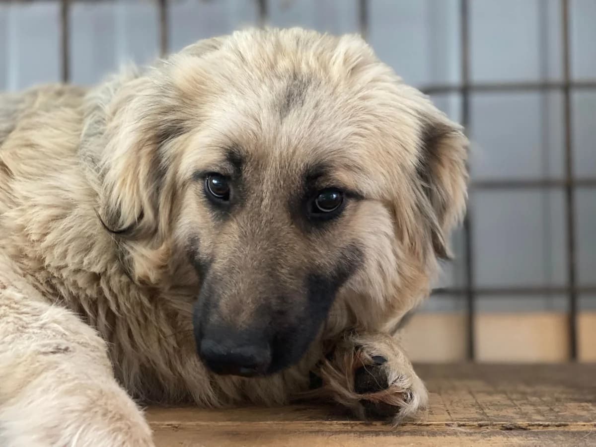 Ramses, male puppy Mixed Breed for adoption at Ein Herz für Streuner e.V., München