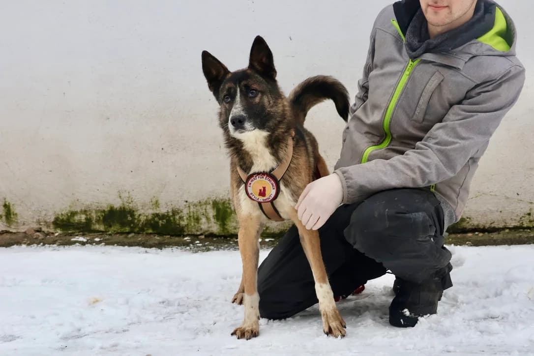 Randy, male 5yo Mixed Breed for adoption at Ein Herz für Streuner e.V., München