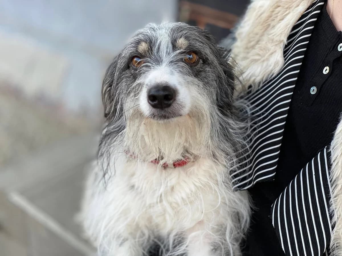 Rani, female young Mixed Breed for adoption at Ein Herz für Streuner e.V., München