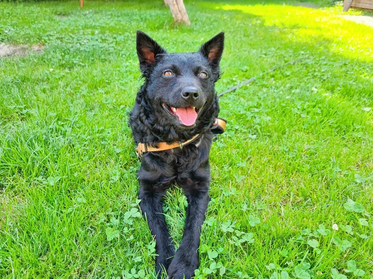 Rani, female 5yo Mixed Breed for adoption at Ein Herz für Streuner e.V., München