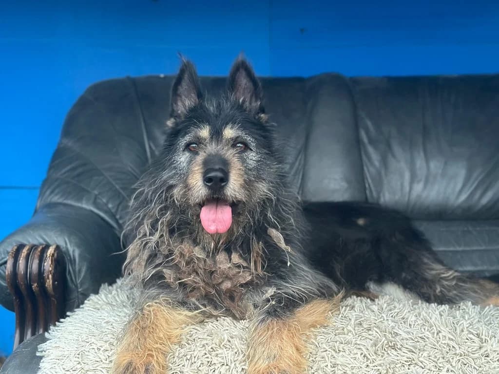 Rania, female 6yo Mixed Breed for adoption at Ein Herz für Streuner e.V., München