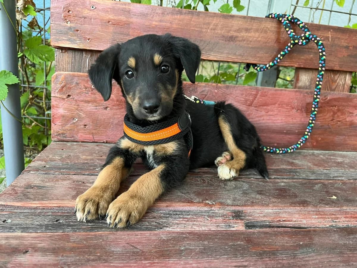 Rania, female puppy Mixed Breed for adoption at Ein Herz für Streuner e.V., München