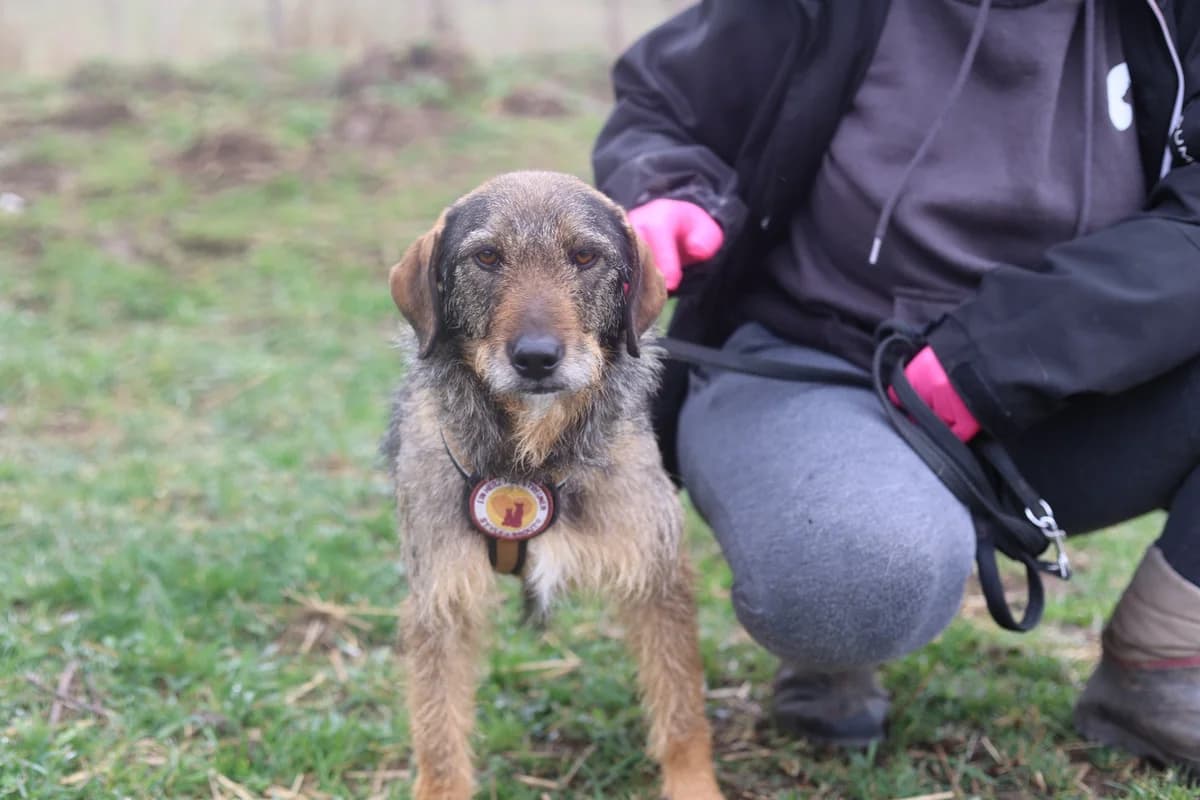 Rapunzel, female young Mixed Breed for adoption at Ein Herz für Streuner e.V., München