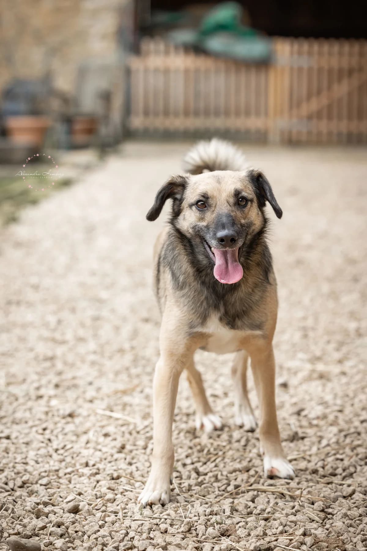 Rascal, male 5yo Mixed Breed for adoption at Ein Herz für Streuner e.V., München