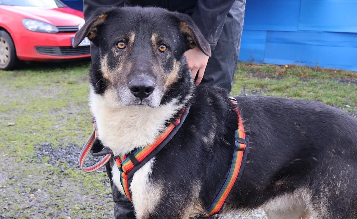 Rasmus, schwarz male 4yo Mixed Breed for adoption at Ein Herz für Streuner e.V., München