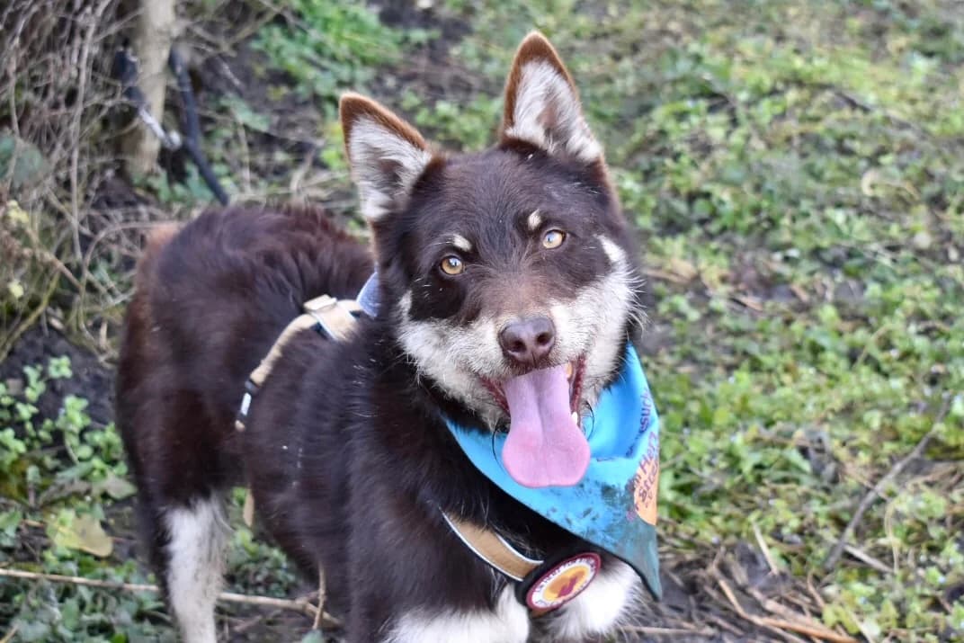 Rasputin, male 4yo Mixed Breed for adoption at Ein Herz für Streuner e.V., München