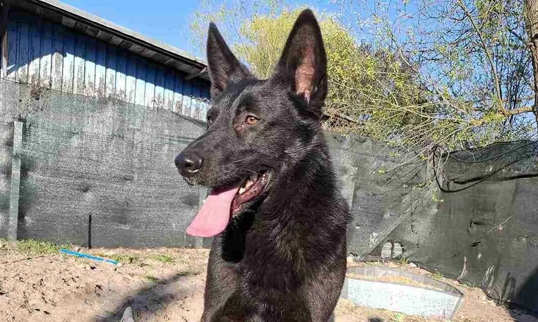 Rasputino, male 3yo Mixed Breed for adoption at Ein Herz für Streuner e.V., München